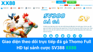 Giao diện theo dõi trực tiếp đá gà Thomo Full HD tại sảnh cược SV388 XX88